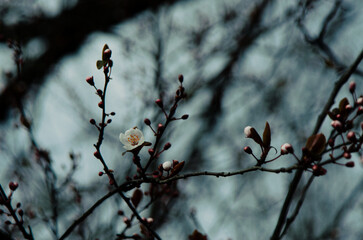 Spring Blossoms Unveiled