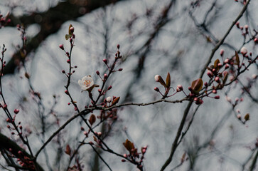 Spring Blossoms Unveiled