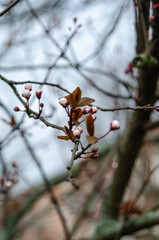 Spring Blossoms Unveiled