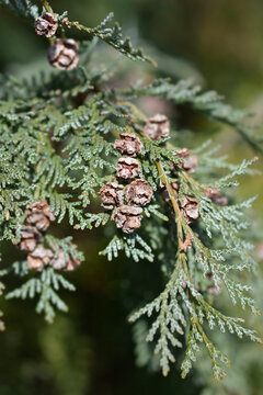 Lawsons Cypress Triomf van Boskoop branch with seed cones