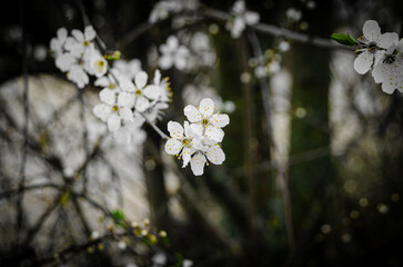 Spring Blossoms Unveiled