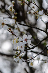 Spring Blossoms Unveiled