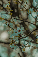 Spring Blossoms Unveiled