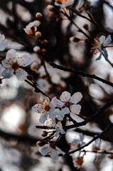 Spring Blossoms Unveiled