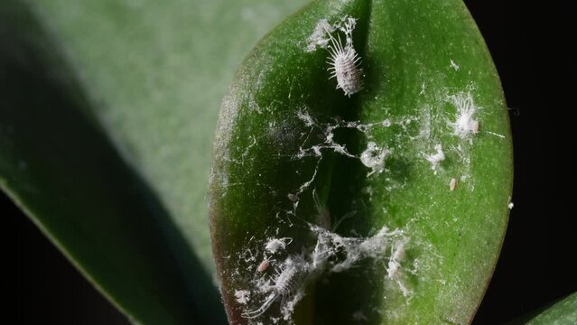 Mealybug on plant leaves, close-up. Orchid damage by dangerous pests. Pseudococcus longispinus. 