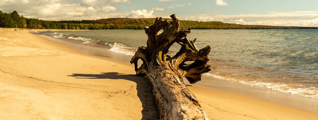 driftwood on the beach 
