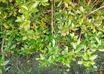 Mangrove forest view photos