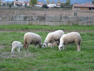 Fototapeta premium Un troupeau de moutons