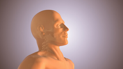 Neck or cervical spine injuries