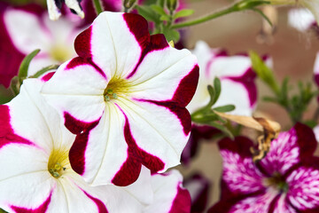 Petunia family Solanaceae subfamily Petunioideae flowers with white and pink red stripes star closeup selective focus floral background.