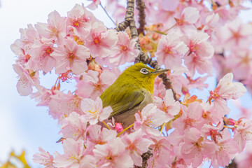 Fototapeta premium 河津桜とメジロ