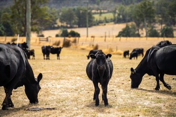 Portrait of Cows in a field grazing. Regenerative agriculture farm storing co2 in the soil with carbon sequestration