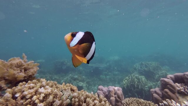 Clown fish and anemone on a tropical coral reef in Andaman Sea, 4k