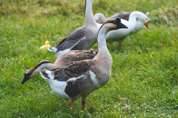 Geese Family Gathering in Lush Green Meadow