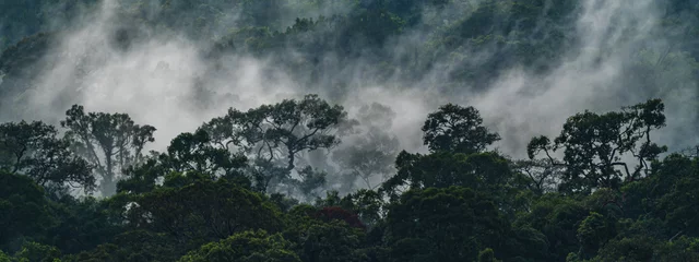 Gordijnen Earth Day eco concept with tropical forest background, natural forestation preservation scene with canopy tree in the wild, concept on sustainability and environmental renewable, banner copy space © chokniti