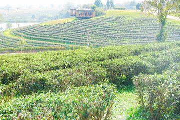 Tea plantation in morning,Green tea bud and fresh leaves on sunrise over tea plantations,Nature background concept.