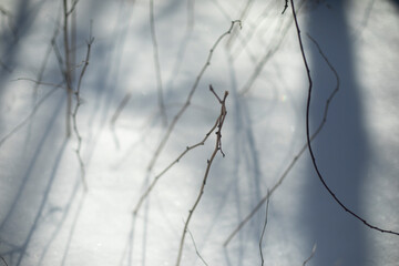 Dry branches in the snow. Plant stems in winter. Details of nature on a sunny winter day.
