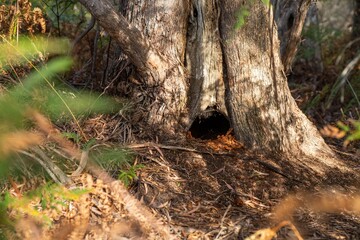 animal home in a hollow in a Tree and shrubs in the Australian bush forest. Gumtrees and native plants growing in Australia