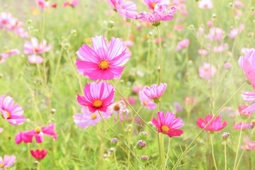 Obraz na płótnie Canvas Pink cosmos flowers full blooming in summer garden,Field of cosmos flower on blue sky background,Selective focus.