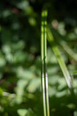 Green plants in the garden in summer. Details of nature in the countryside. Green grass.