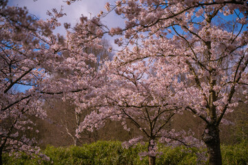 Pink japanese cherry blossom garden in Amsterdam in full bloom. The Bloesempark, Amstelveen, North Holland, The Netherlands. Expansive park famed for its spring cherry blossoms