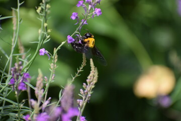 Obraz premium 花にとまる蜂