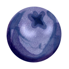 Blueberry watercolor Illustration 