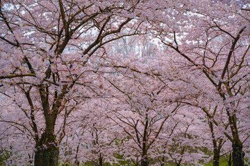 Pink japanese cherry blossom garden in Amsterdam in full bloom. The Bloesempark, Amstelveen, North Holland, The Netherlands. Expansive park famed for its spring cherry blossoms