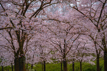 Pink japanese cherry blossom garden in Amsterdam in full bloom. The Bloesempark, Amstelveen, North Holland, The Netherlands. Expansive park famed for its spring cherry blossoms
