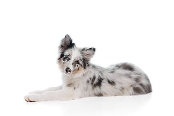 Young dog, purebred marbled Border collie lying on floor and looking at camera against white studio...