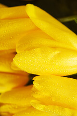 Obraz premium yellow tulips on a tray
