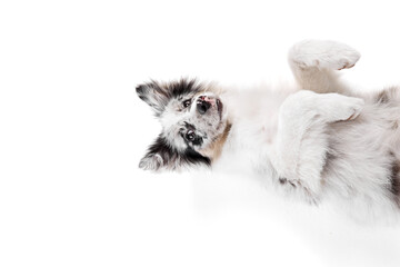 Funny little, puppy of marble Border Collie lying on floor and looking at camera against white studio background. Concept of pet lover, animal life, grooming and veterinary. Copy space