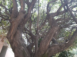 tree in the park