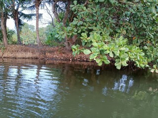 Views of the beautiful landscape of Kerala, 