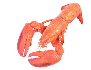 Lobster isolated on white background