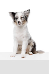 Purebred Border Collie puppy sitting on white cube and posing with funny expression against white studio background. Concept of pet lover, animal life, grooming and veterinary. Copy space