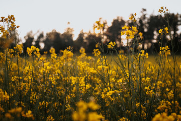 field of yellow flowers