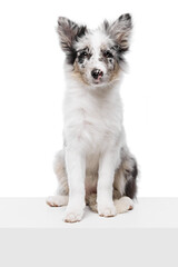 Charming, cute, little puppy sitting on white cube and looking at camera with calm expression against white studio background. Concept of pet lover, animal life, grooming and veterinary. Copy space