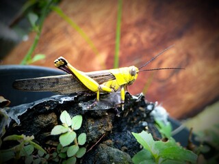 The Yellow Grasshopper