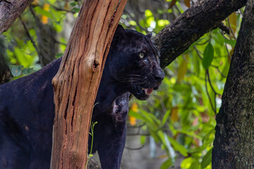 Indochinese black leopard (Panthera pardus delacouri) standing on a tree branch