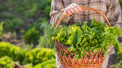 Farmer keeps basket with fresh lettuce leaves
