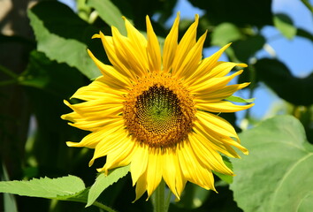 Sunflower in sunlight close-up in sunflower field	