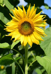 Sunflower in sunlight close-up in sunflower field	