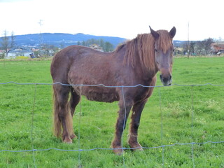 Un cheval marron dans une prairie