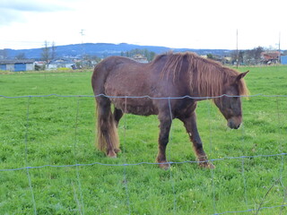 Un cheval marron dans une prairie