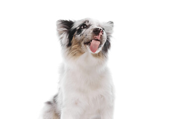 Portrait of fluffy, purebred Border Collie puppy with playful expression against white studio background. Playful, well-groomed dog. Concept of pet lover, animal life, grooming and veterinary.