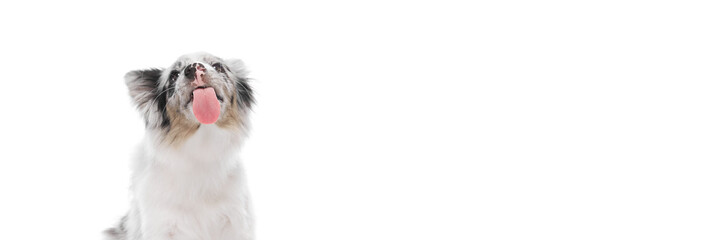 Banner. Border Collie puppy with marble fur with tongue sticking out against white studio background with negative space tp insert text. Concept of pet lover, animal life, grooming and veterinary.