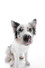 Curious, playful purebred Border Collie puppy looking at camera against white studio background. View from above. Concept of pet lover, animal life, grooming and veterinary. Copy space