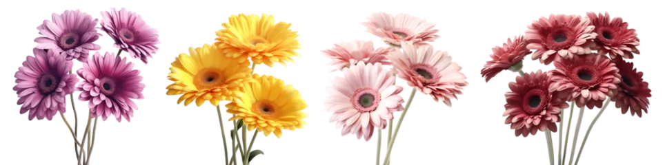 Selbstklebende Fototapeten Collection set bunch of burgundy purple violet yellow peach pink stalk of Gerber Gerbera Daisy daisies flower floral on transparent background cutout, PNG file. Mockup template artwork graphic design © Sandra Chia