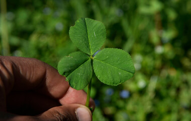 Hand Holding A Green Leaf . Person holding A green Leaf 
